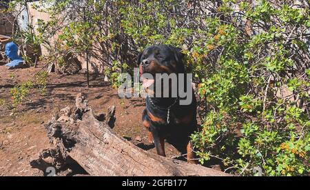 Gros plan d'un adorable rottweiler noir dans un jardin sous le soleil Banque D'Images