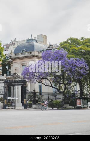 Jacarandá Banque D'Images