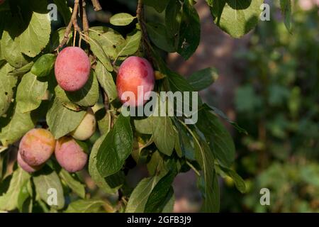 Les prunes de Victoria mûrissent sur un arbre en été Banque D'Images