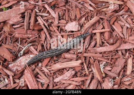Une grande Slug léopard sur paillis rouge Banque D'Images