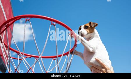 Vue de dessous du chien Jack Russell Terrier marquant un but dans un panier de basket-ball sur fond bleu ciel Banque D'Images