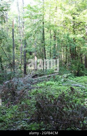 Arbres tombés dans une forêt d'Evergreen Banque D'Images