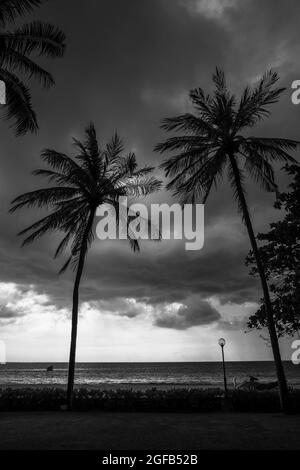 Photo verticale en niveaux de gris de deux palmiers sur la plage de l'océan et ciel nuageux Banque D'Images