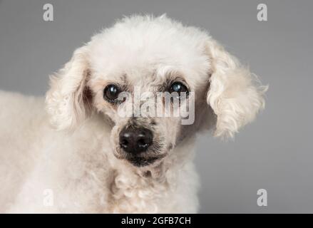 Paodle miniature (aveugle et sourd) de 16,5 ans photographié sur fond gris. Banque D'Images