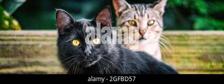 Chat noir avec des bannières jaunes pour les yeux . Deux chats mignons dehors dans le jardin. Recadrage panoramique. Animaux domestiques animaux. Banque D'Images