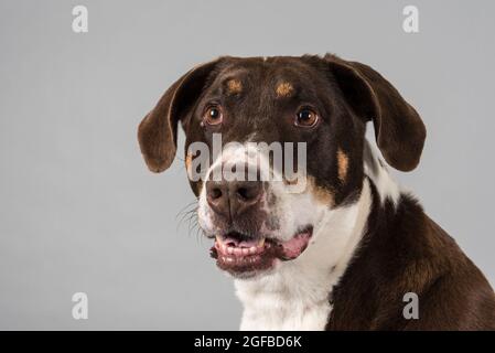 Portrait d'un chien sur fond gris d'un studio. Banque D'Images