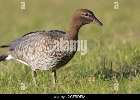 Femelle de canard de bois australien (Chenonetta jubata) se nourrissant d'herbe verte Banque D'Images