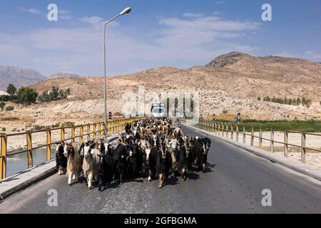 Embouteillages dus à un troupeau de chèvres sur le pont Fahlian, route 86 près de Nourabad, province de Fars, Iran, Perse, Asie occidentale, Asie Banque D'Images