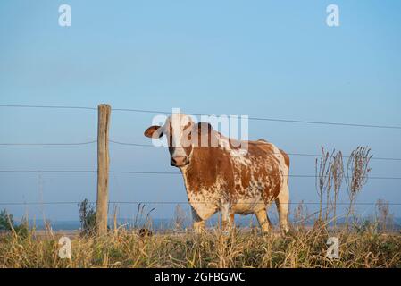 Belle vache hollandaise marron et blanche à pois (Holstein Friesian) avec son cou entre les fils de la clôture. Vache laitière hollandaise le jour ensoleillé dans countryd Banque D'Images