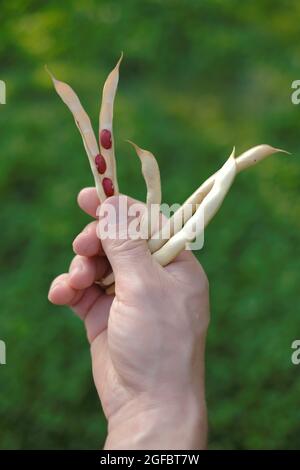 Gousses de haricots dans la main d'un homme sur un fond de jardin flou. Récolte de haricots.haricots rouges . Haricots de ferme frais biologiques. Banque D'Images