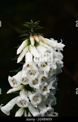 Le White Heath (Epacris Impressa) est plus commun que la variété rose. Le rose est l'emblème floral de l'État pour Victoria. Les deux sont la même espèce. Banque D'Images