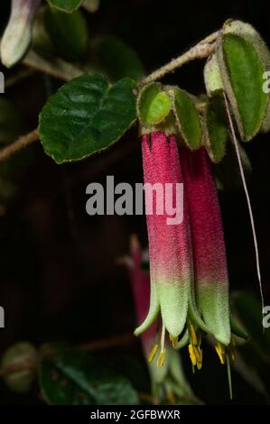 Pas beaucoup de fleurs sauvages fleurissent en hiver, donc ces Fuschia (Correa refexa) sont toujours une vue bienvenue, et heureusement très commun. Banque D'Images