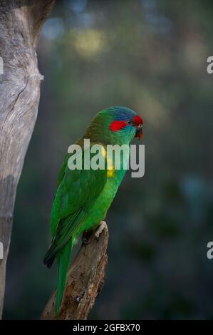 Pas aussi commun que les Lorikeets arc-en-ciel plus colorés, nous voyons occasionnellement ces Lorikeets Musk un peu plus silencieux (Glossopsitta Concinna) localement. Banque D'Images