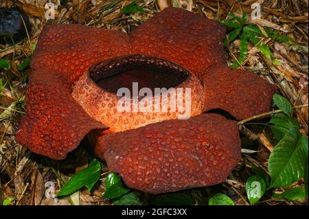 Fleur de Rafflesia keithii en pleine floraison, la plus grande fleur du monde, Sabah, Bornéo Banque D'Images