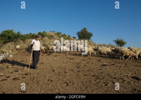 Économie et agriculture en Grèce, un berger âgé avec un bâton de bois mène le troupeau de moutons entre les collines du golfe d'Igoumenitsa Banque D'Images