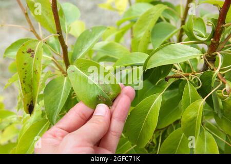 Les feuilles de poire sont affectées par la Galle-mite. Concept de maladies et de ravageurs sur les arbres. Banque D'Images