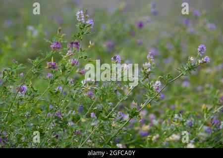 fleurs violettes sur une grande quantité de trèfle dans le champ français Banque D'Images