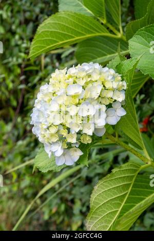 Inflorescence de l'hortensia blanc en gros plan Banque D'Images