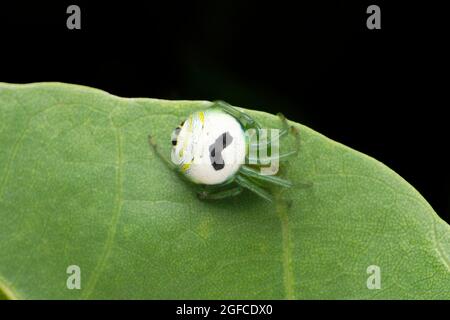 Araneus mitificus, communément appelé araignée de jardin de rein ou tisserand d'orbe pâle, Satara, Maharashtra, Inde. Araignée Pringles Banque D'Images