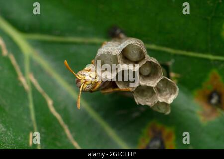 Jeune paper Wasp queen, Polistes species closeup, Satara, Maharashtra, Inde Banque D'Images