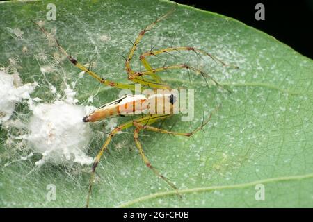Araignée de lynx orange, oxyopes bharatae, Satara, Maharashtra, Inde Banque D'Images