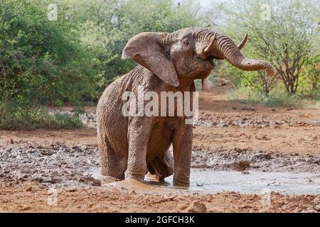 Éléphant (Loxodonta africana) debout dans la boue dans un trou d'eau. Madikwe Game Reserve, Afrique du Sud Banque D'Images