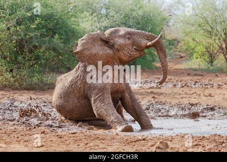 Éléphant (Loxodonta africana), roulant dans la boue. Madikwe Game Reserve, Afrique du Sud Banque D'Images