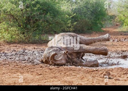 Éléphant (Loxodonta africana), rolis dans la boue dans un trou d'eau. Les jambes sont dans l'air. Madikwe Game Reserve, Afrique du Sud Banque D'Images
