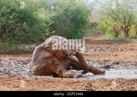 Éléphant (Loxodonta africana), roulant dans la boue dans un trou d'eau. Madikwe Game Reserve, Afrique du Sud Banque D'Images