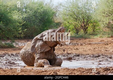 Bain de boue d'éléphant (Loxodonta africana) dans un trou d'eau. Madikwe Game Reserve, Afrique du Sud Banque D'Images