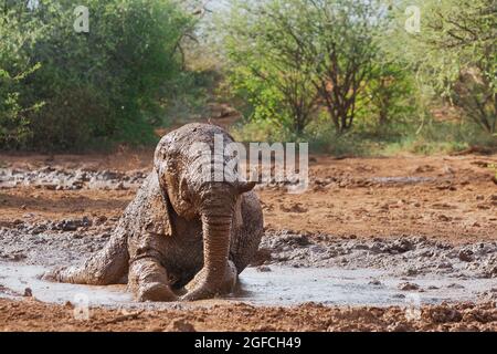Éléphant (Loxodonta africana), roulant dans la boue dans un trou d'eau. Madikwe Game Reserve, Afrique du Sud Banque D'Images