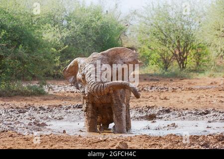 Éléphant (Loxodonta africana), roulant dans la boue. Madikwe Game Reserve, Afrique du Sud Banque D'Images