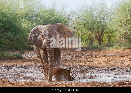 L'éléphant (Loxodonta africana) éclabousse ses jambes avec de la boue. L'eau et la boue dans l'air. Madikwe Game Reserve, Afrique du Sud Banque D'Images