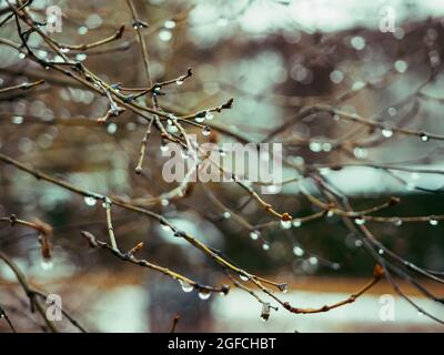 Branche arborescente avec gouttes de pluie. La rosée tombe sur les branches des arbres le matin au début du printemps Banque D'Images