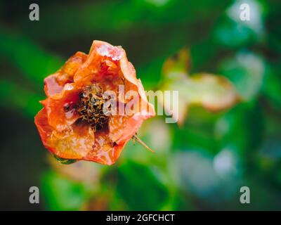 Rose d'automne en fondu. Roses décolorées dans le jardin. Rose sur fond non concentré le chaud automne pluvieux jour Banque D'Images