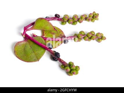 Basella alba ou y compris les épinards Malabar, les épinards de vigne et les épinards de Ceylan. Isolé sur fond blanc Banque D'Images