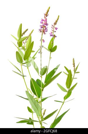 Desmodium canadense. Ses noms communs incluent la tick-trrefoil, la tick-trrefoil canadienne et le tickclover canadien. Banque D'Images