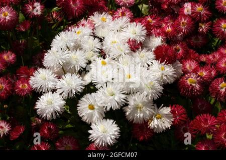 Populaire auprès des jardiniers, le pompon ou le Bellis Daisy est une plante de literie robuste à fleurs précoces. Les nombreuses variétés cultivées donnent un affichage spectaculaire Banque D'Images