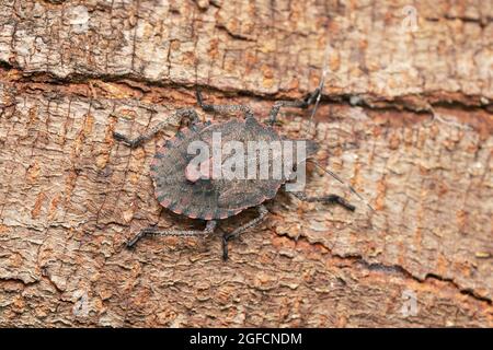 Insecte brun marmoré, Halyomorpha halys, Satara, Maharashtra, Inde Banque D'Images