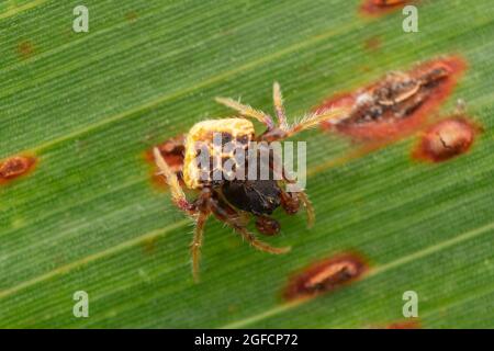 Araignée mimic Dung mâle, Pasilobus kotigarus, Satara, Maharashtra, Inde Banque D'Images