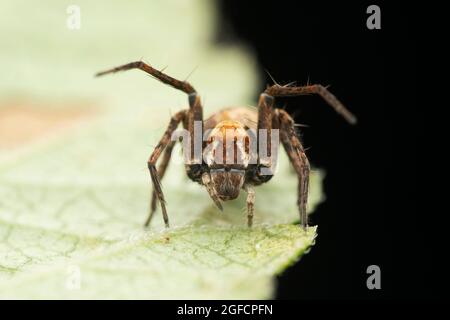 Portrait de l'araignée lynx à visage de singe, Hamatinilwa grisea, Satara, Maharashtra, Inde Banque D'Images