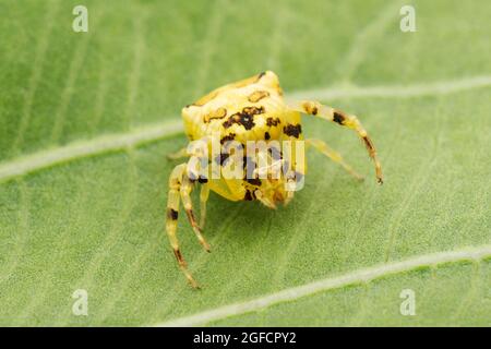 Araignée de crabe jaune, Thomisus onustus, Satara, Maharashtra, Inde Banque D'Images