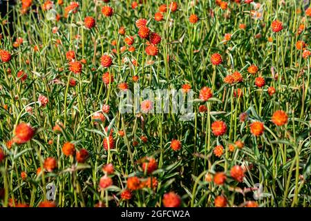 Vila Nova de Gaia, Portugal. 24 août 2021. Vue sur un champ d'amaranth orange à Cantinho das Aromáticas. Crédit : SOPA Images Limited/Alamy Live News Banque D'Images