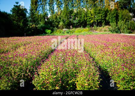 Vila Nova de Gaia, Portugal. 24 août 2021. Une vue sur un champ de globe amarante à Cantinho das Aromáticas. Crédit : SOPA Images Limited/Alamy Live News Banque D'Images