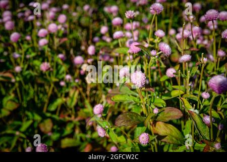 Vila Nova de Gaia, Portugal. 24 août 2021. Vue sur un champ de lavande amaranth à Cantinho das Aromáticas. Crédit : SOPA Images Limited/Alamy Live News Banque D'Images
