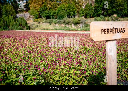 Vila Nova de Gaia, Portugal. 24 août 2021. Une vue sur un champ de globe amarante à Cantinho das Aromáticas. Crédit : SOPA Images Limited/Alamy Live News Banque D'Images