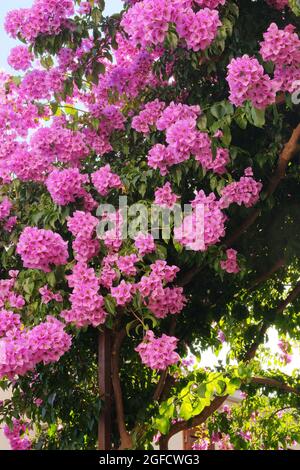 Le buisson de Bougainvillea se développe à côté de bâtiments résidentiels sur la côte de Croatie. Paysages d'été en voyage, fleurs violettes fleuries. Banque D'Images