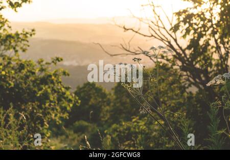 Fleurs de prairie et herbes sur la colline. Coucher de soleil paysage pastoral. Banque D'Images