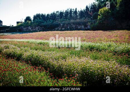 Vila Nova de Gaia, Portugal. 24 août 2021. Une vue sur un champ d'amaranth varié à Cantinho das Aromáticas. (Photo par Teresa Nunes/SOPA Images/Sipa USA) crédit: SIPA USA/Alay Live News Banque D'Images
