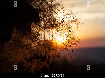 La lumière du soleil brille à travers les branches des arbres en fleurs. Paysage de la nature. Gros plan Banque D'Images